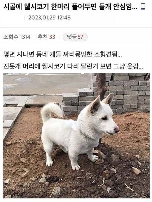 안 흔한 시골의 들개 방지법 | 인스티즈