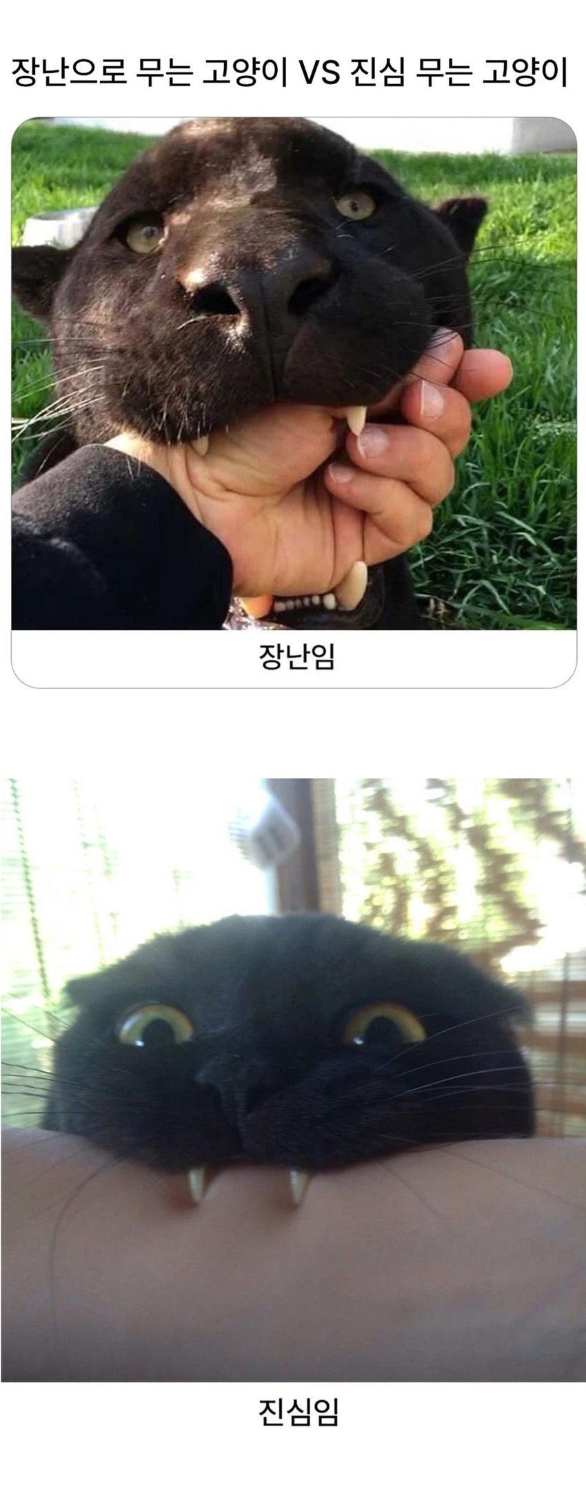 장난으로 무는 고양이와 진심인 고양이 | 인스티즈