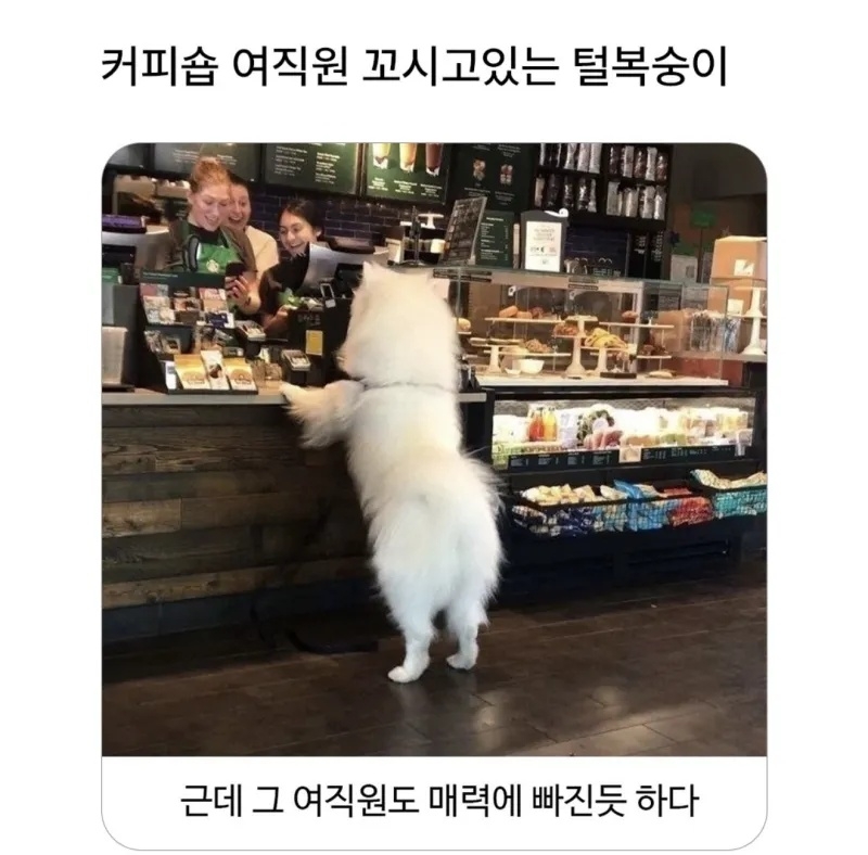 커피숍 여직원 꼬시는 털복숭이 | 인스티즈