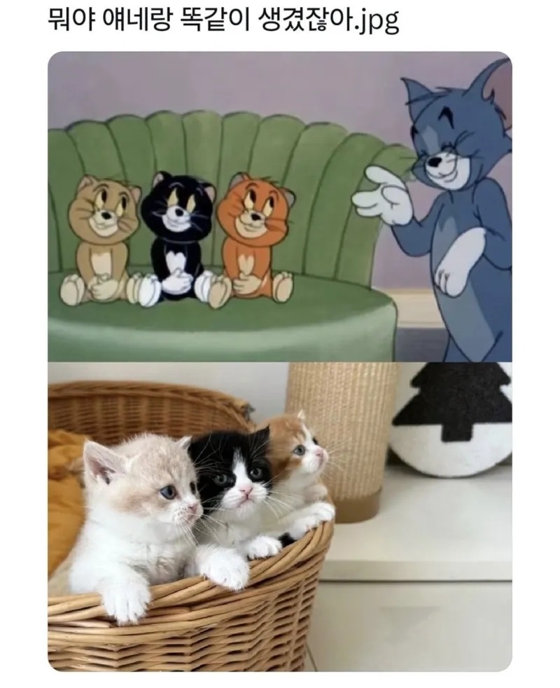 뭐야 얘네랑 똑같이 생겼잖아 | 인스티즈