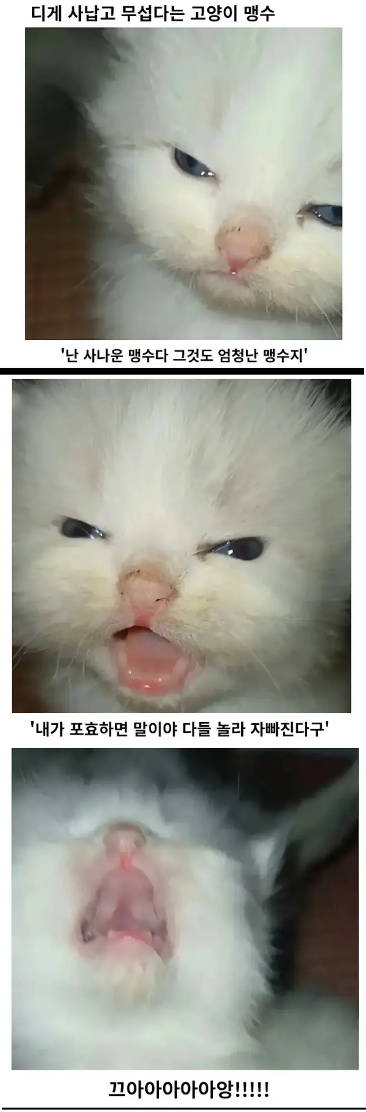 지 입으로 맹수라고 소개하는 고양이 | 인스티즈