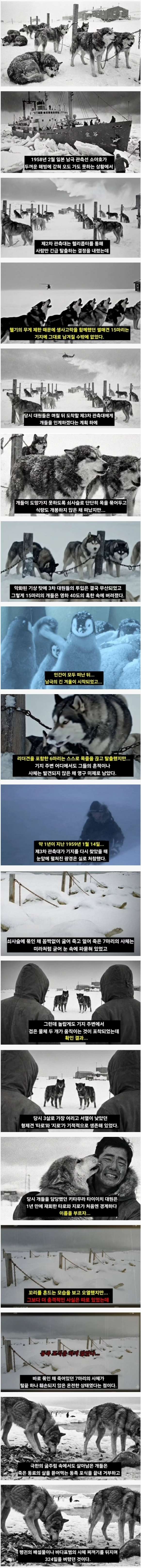 남극에 버리고 간 15마리의 개들 | 인스티즈