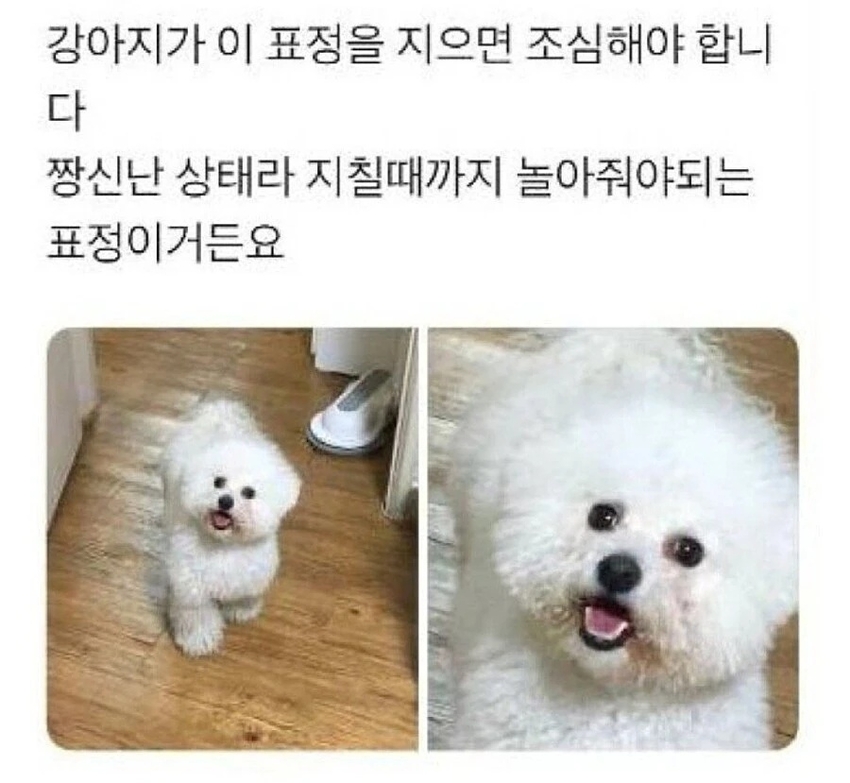 강아지 키우면서 조심해야 하는 표정 | 인스티즈