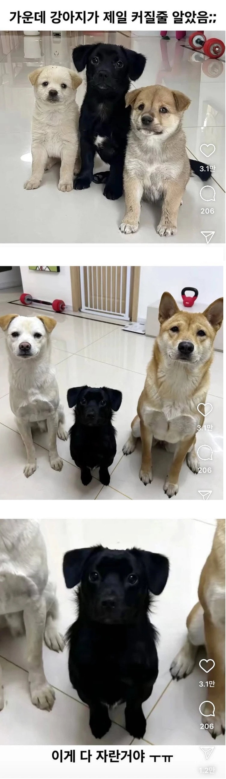 가운데 강아지가 젤 커질 줄 알았어 | 인스티즈