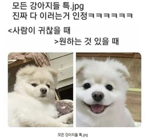 멍멍이들 특 | 인스티즈