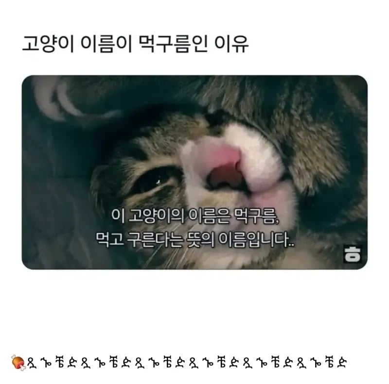 냥이 이름이 먹구름인 이유 | 인스티즈
