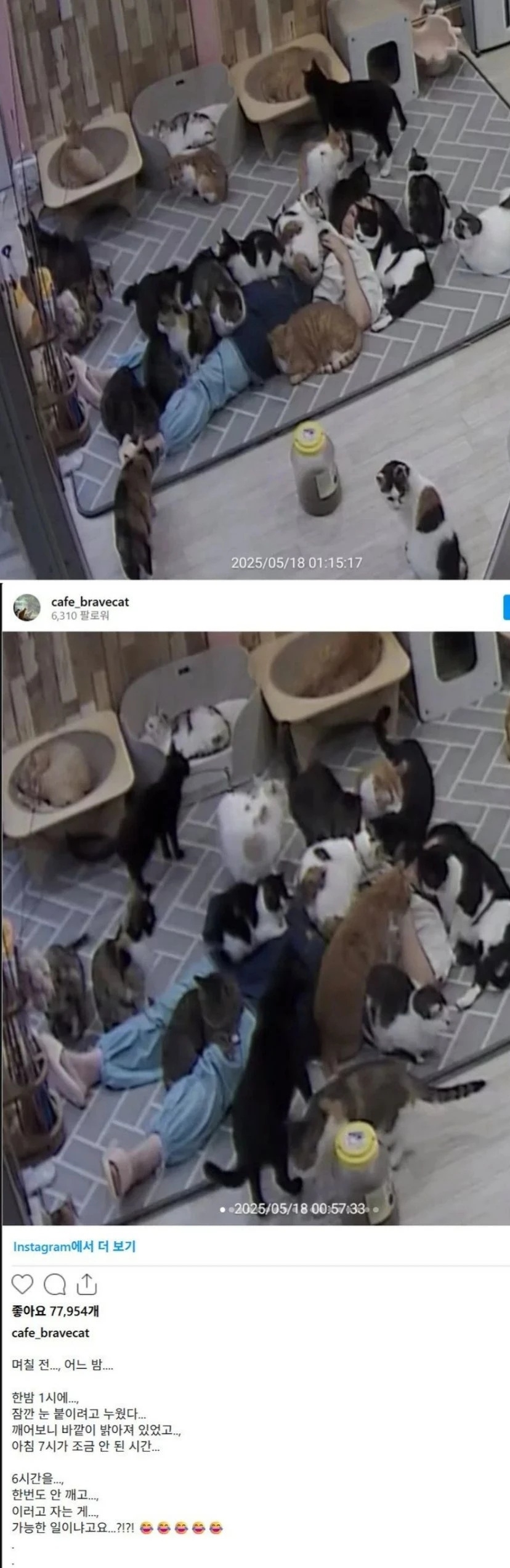 고양이 쉼터에서 여섯 시간 주무신 분 | 인스티즈