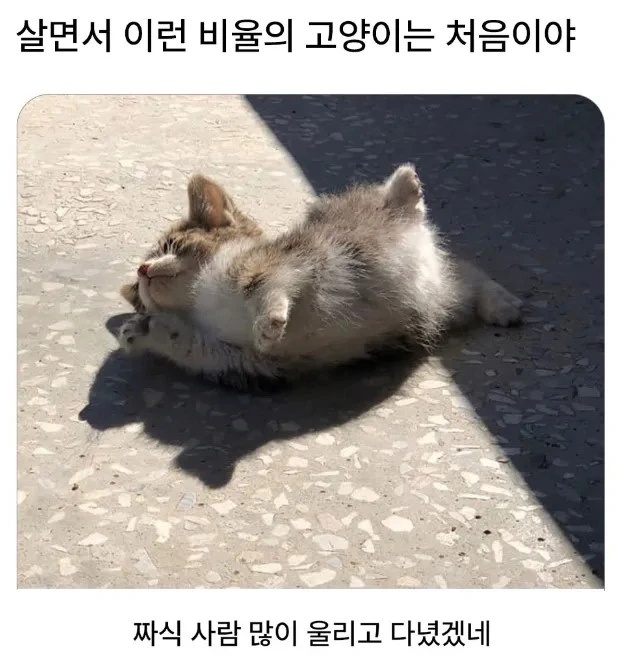 살면서 이런 비율의 고양이는 처음 봐 | 인스티즈