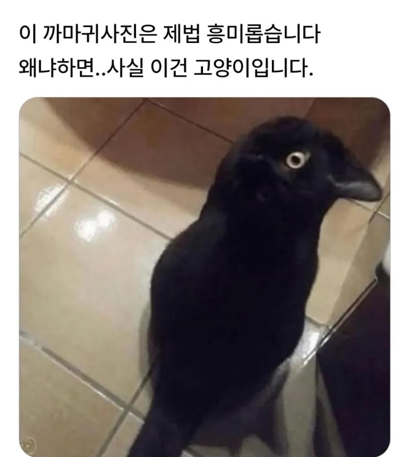 이 까마귀 사진은 제법 흥미롭습니다 | 인스티즈