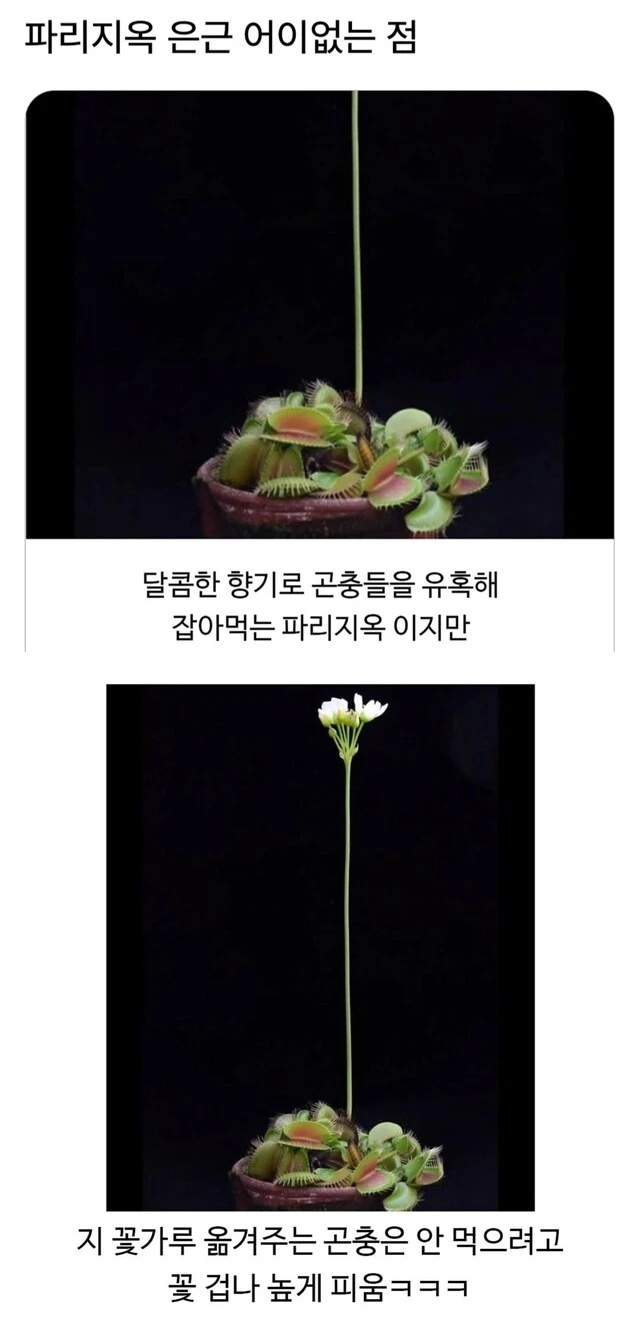 파리지옥 은근 어이없는 점 | 인스티즈