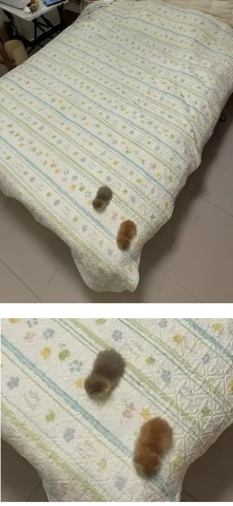 침대 위에 떨어트린 땅콩 두개 | 인스티즈