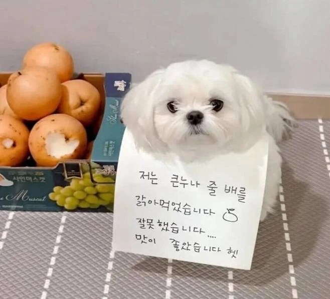 큰 누나 배를 갉아먹은 댕댕이 | 인스티즈
