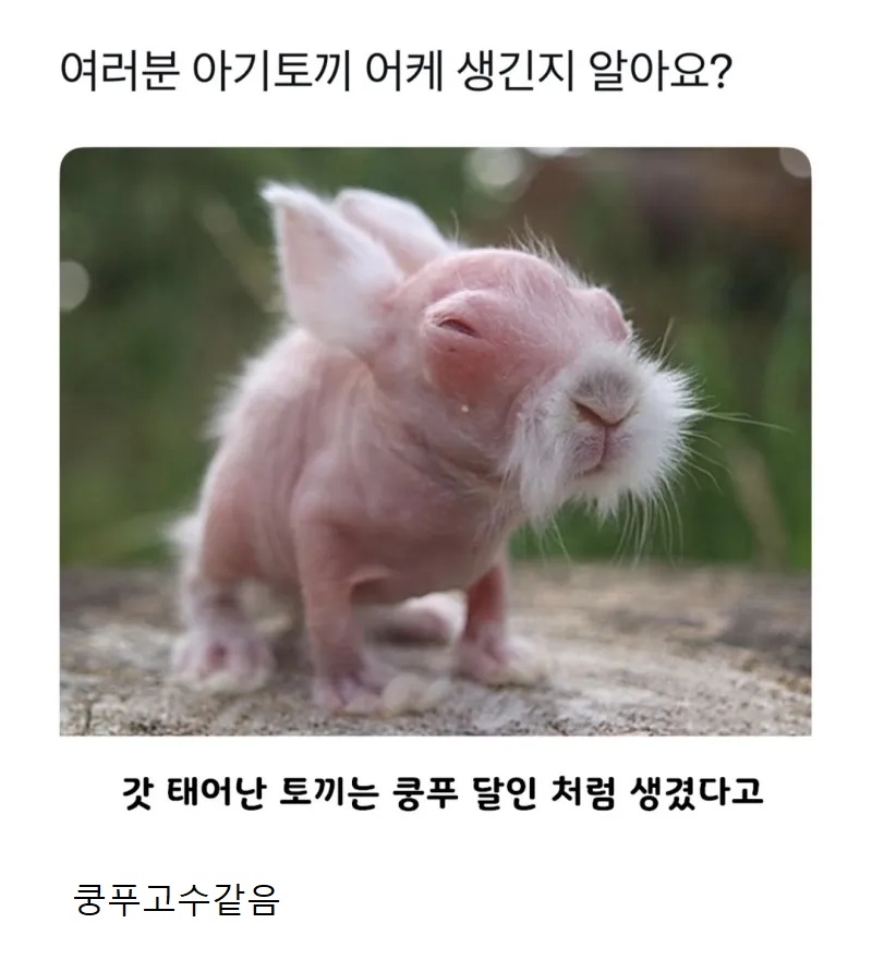 님들 아기토끼 본적있어요 | 인스티즈