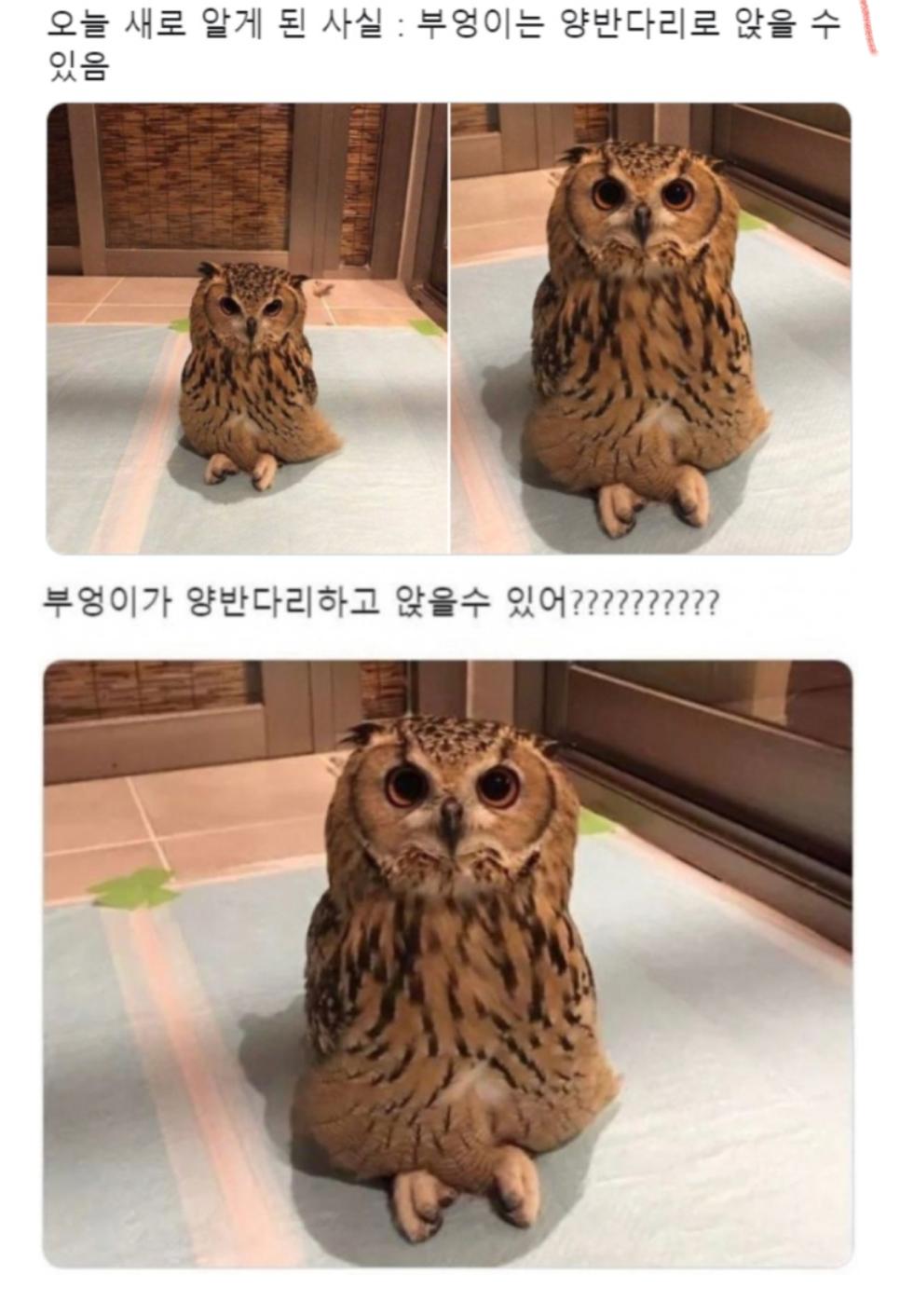 부엉이 의외의 사실 | 인스티즈