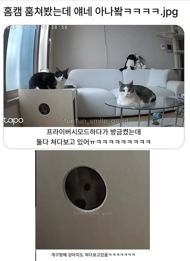 홈캠 훔쳐봤는데 얘네 알고있나봐 | 인스티즈