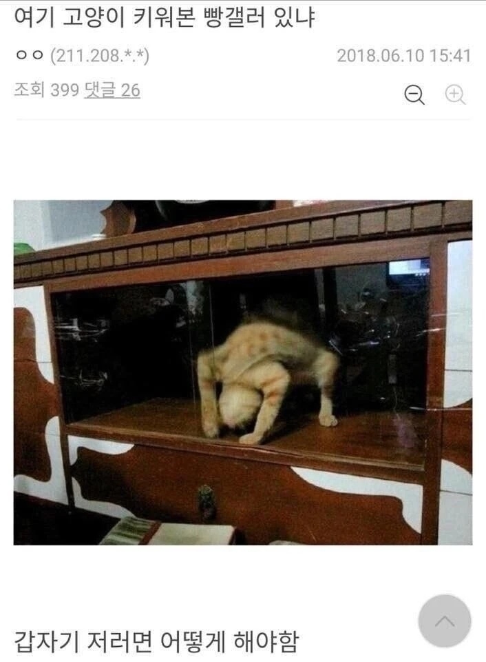 고양이 키워 본 사람 있냐 | 인스티즈