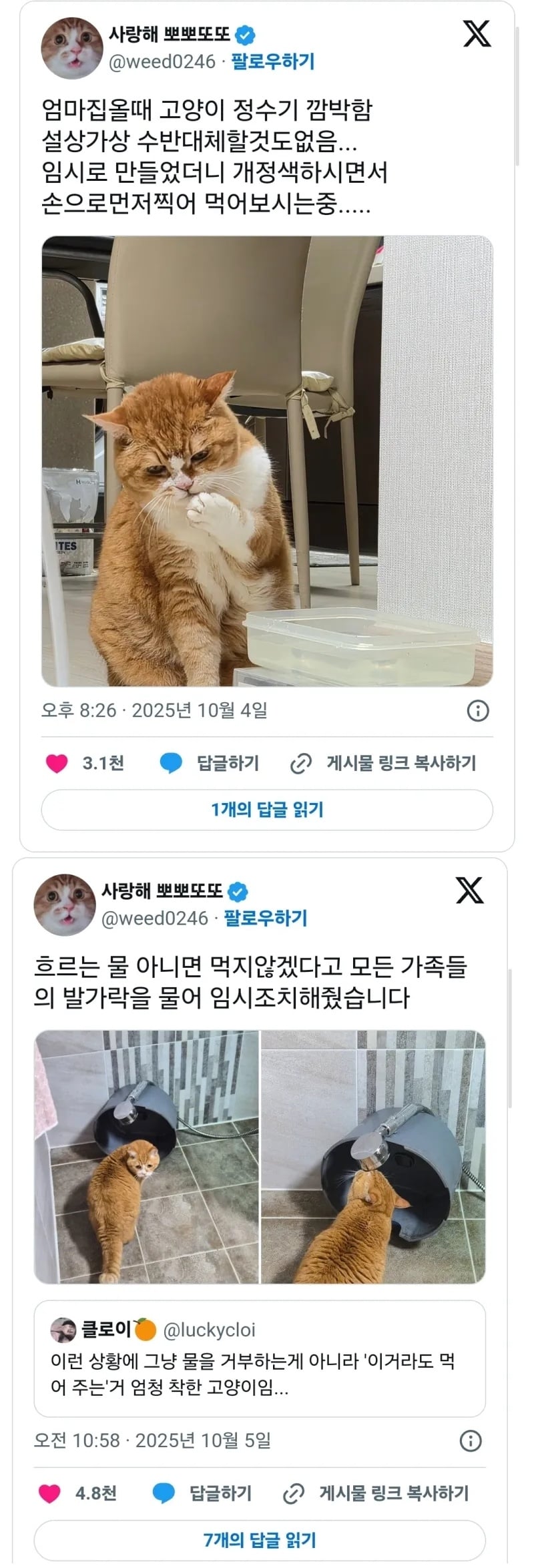 엄마집에 올때 고양이 정수기를 안 가져온 대가 | 인스티즈