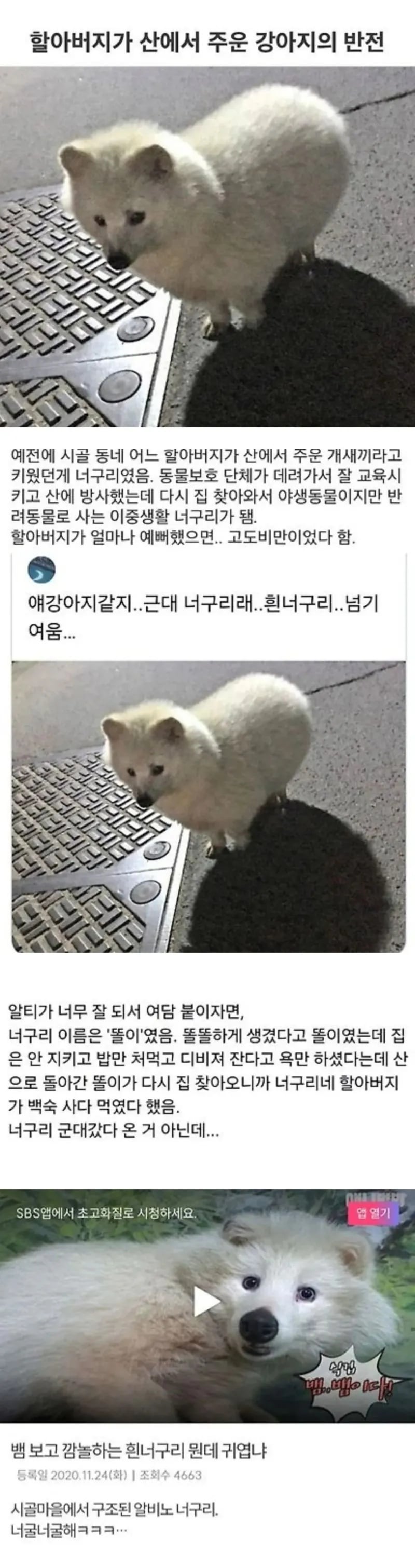 할아버지가 산에서 강아지 주워다 키웠는데 | 인스티즈