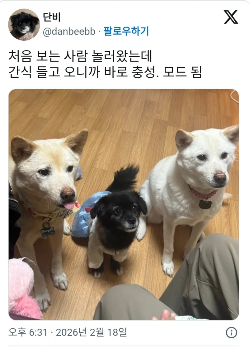 충성스러운 강아지들 | 인스티즈