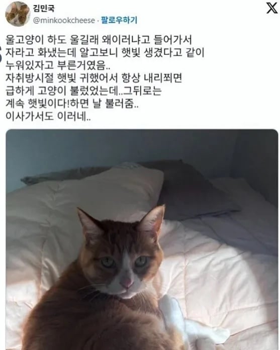 고양이가 하도 울길래 왜 이러나 했더니.. | 인스티즈