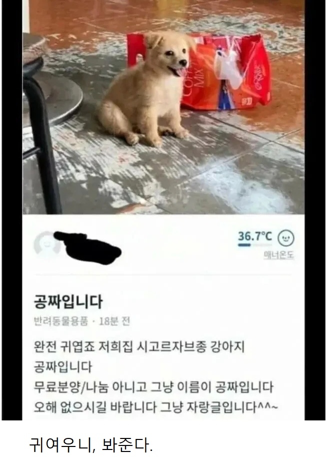 당근에 올라온 강아지 공짜 | 인스티즈