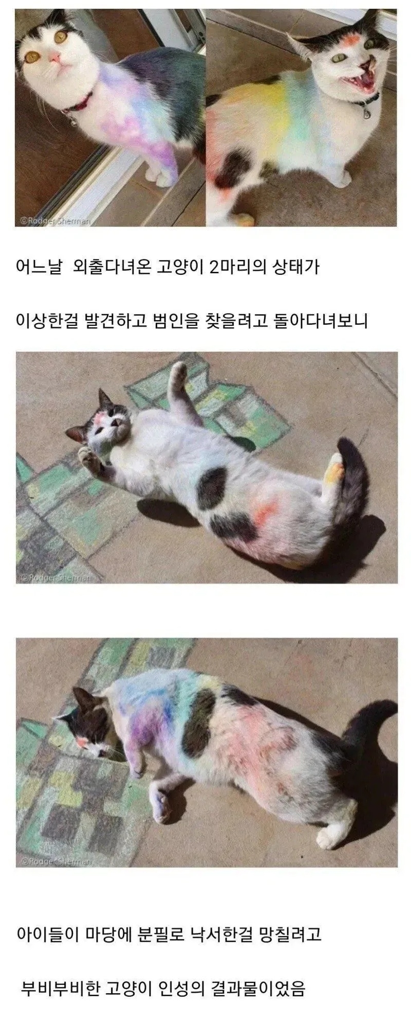 동네 고양이 | 인스티즈