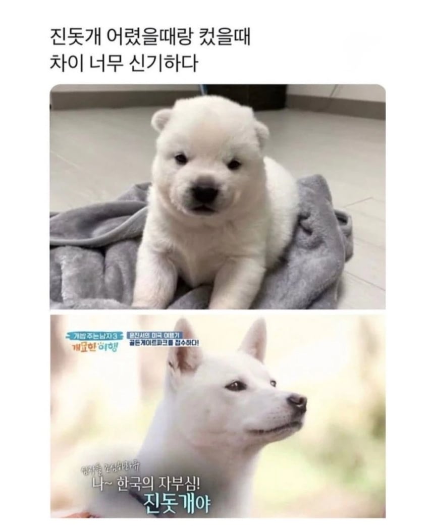강아지때와 다 컸을때 차이가 큰 개 | 인스티즈