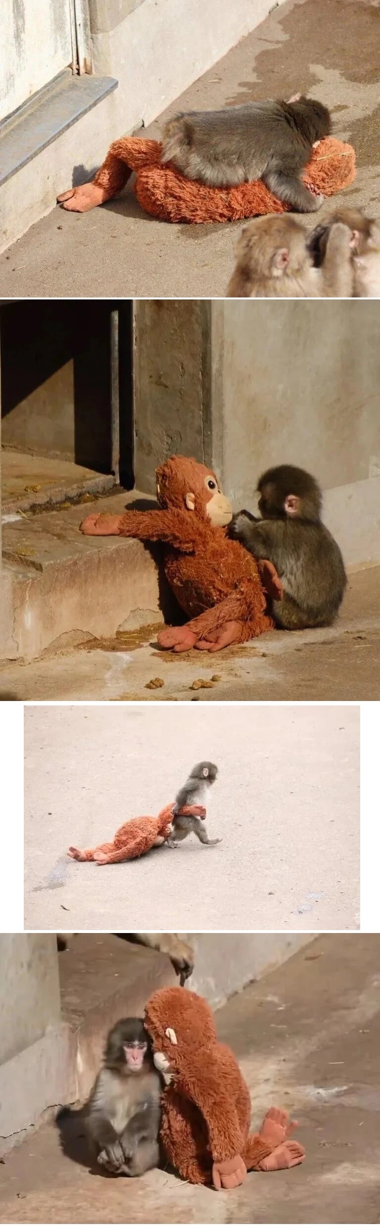 엄마가 너무 그리운 아기 원숭이 | 인스티즈