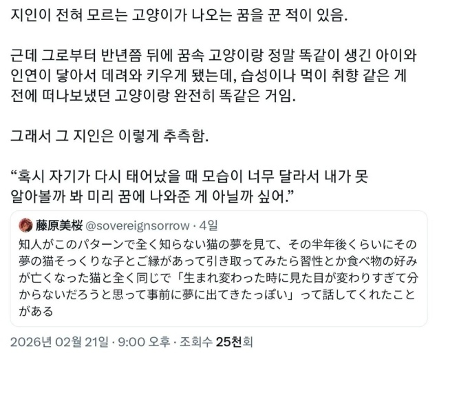 지인이 전혀 모르는 고양이가 나오는 꿈 꾼 적이 있음 | 인스티즈
