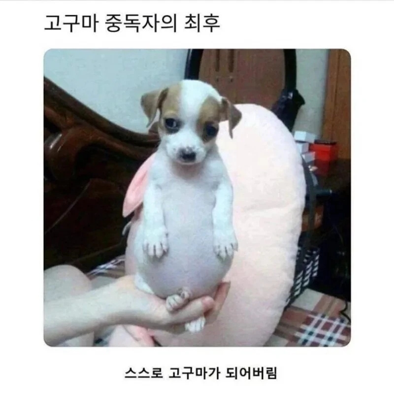 고구마 중독자의 최후 | 인스티즈