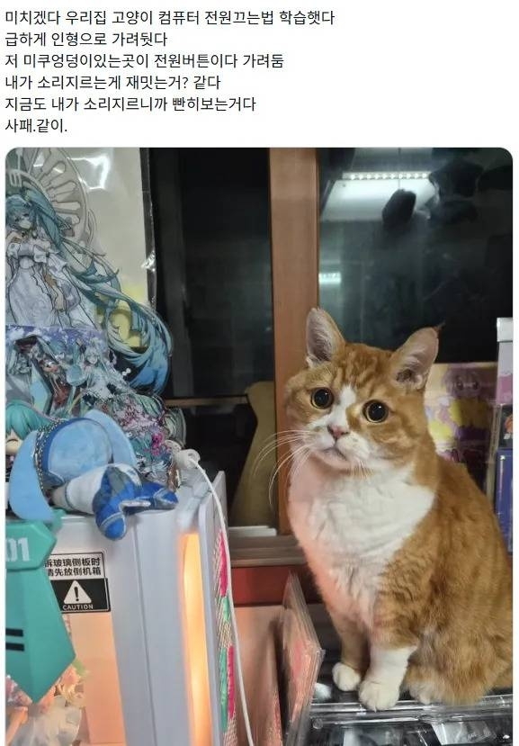 집사를 괴롭게 하는 방법을 터득한 고양이 | 인스티즈