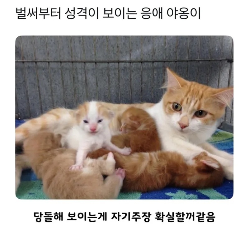 태어나자마자 성격 보이는 고양이 | 인스티즈