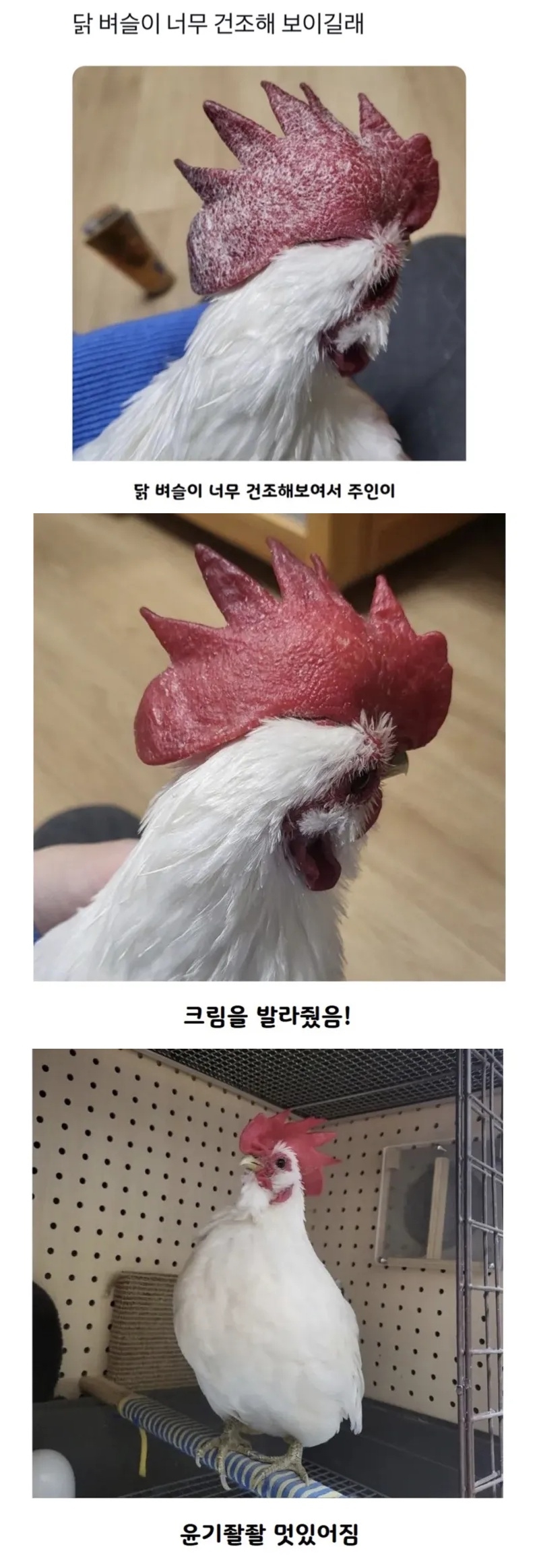 닭 벼슬이 너무 건조해 보이길래 | 인스티즈