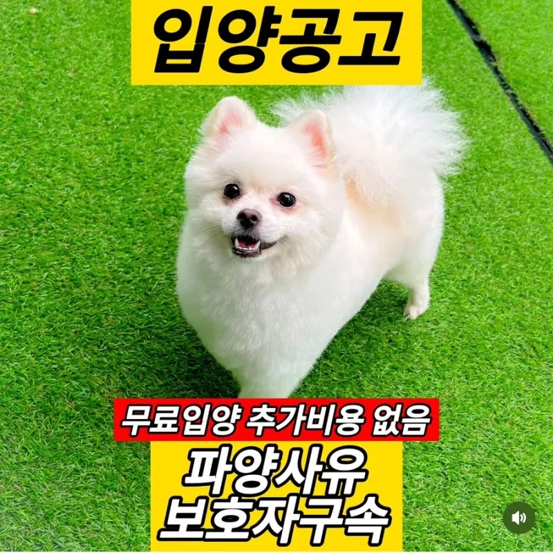 역대급 파양사유 | 인스티즈