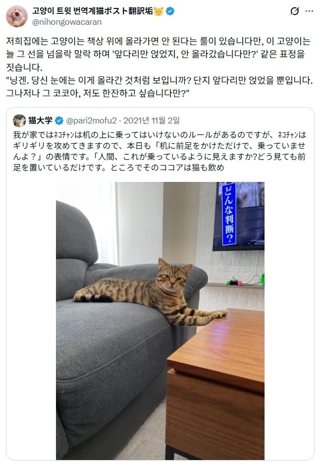 고양이는 책상 위에 올라가면 안되는 집 | 인스티즈