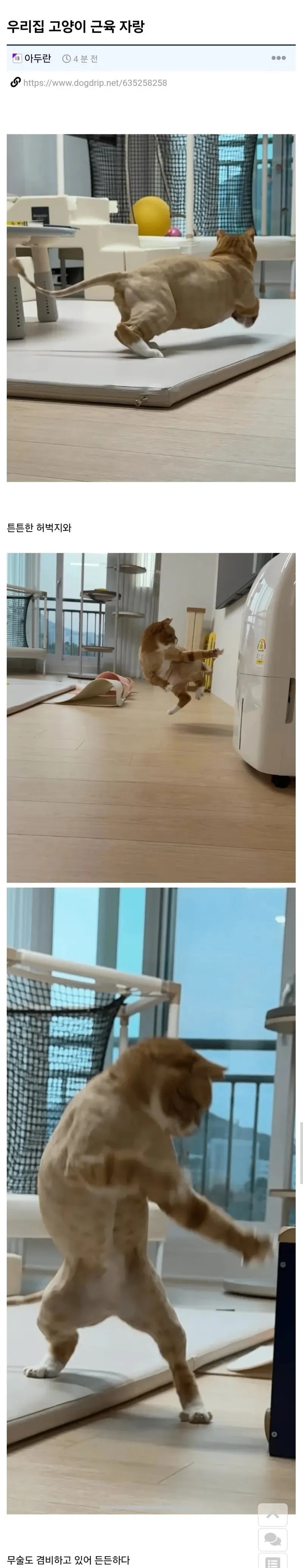 고양이 근육 자랑하는 집사 | 인스티즈