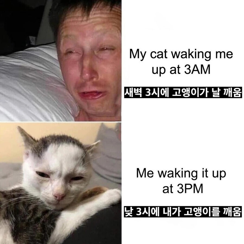 고양이에게 복수한 집사 | 인스티즈