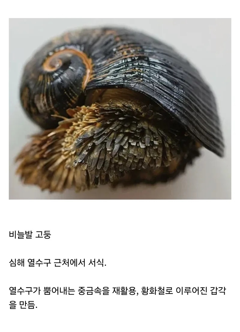 놀랍게도 현실에 존재하는 생체 대장간 생명체 | 인스티즈
