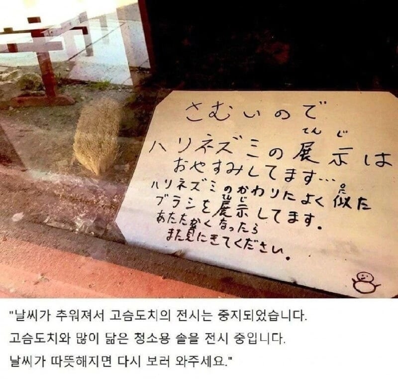 겨울잠 자는 고슴도치의 대체품 | 인스티즈