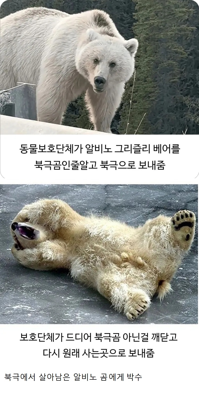 북극곰 아닌데 북극으로 끌려간 알비노 곰 | 인스티즈