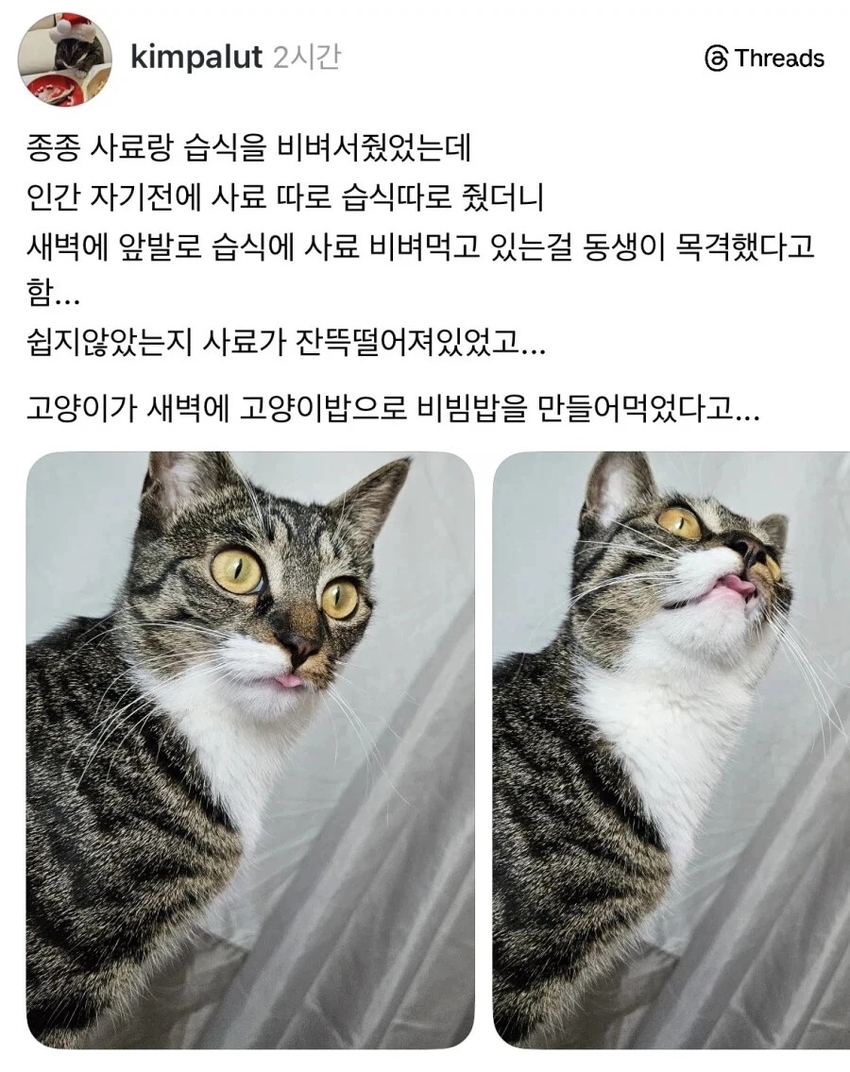 고양이 사료 몇번 비벼줬더니 | 인스티즈