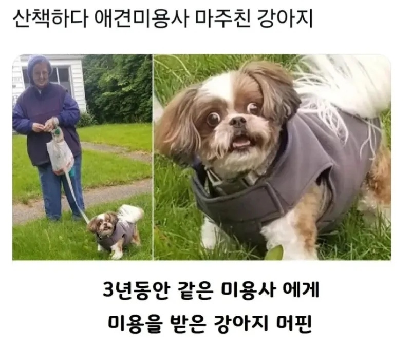 산책하다가 미용사 마주친 강아지 | 인스티즈