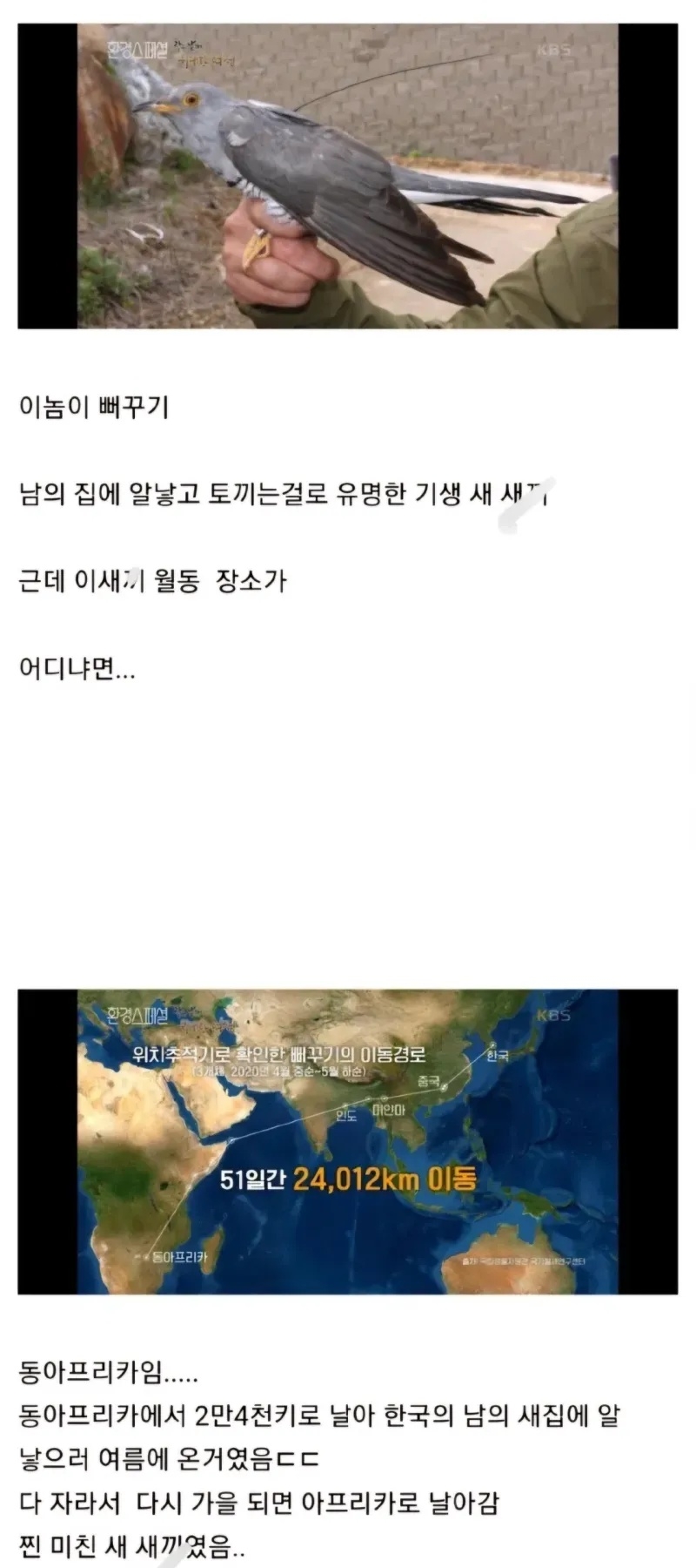 뻐꾸기가 엄청난 조류인 이유 | 인스티즈