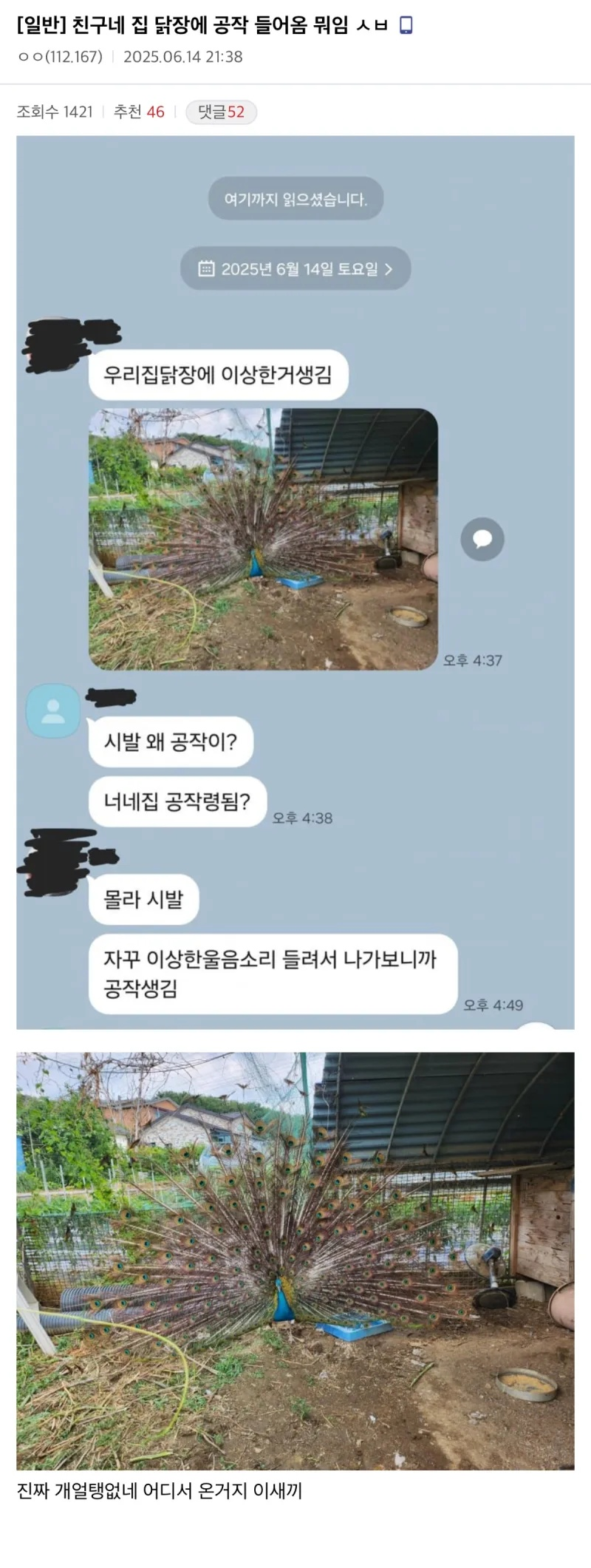 친구네 집 닭장에 공작 들어옴 뭐임 | 인스티즈