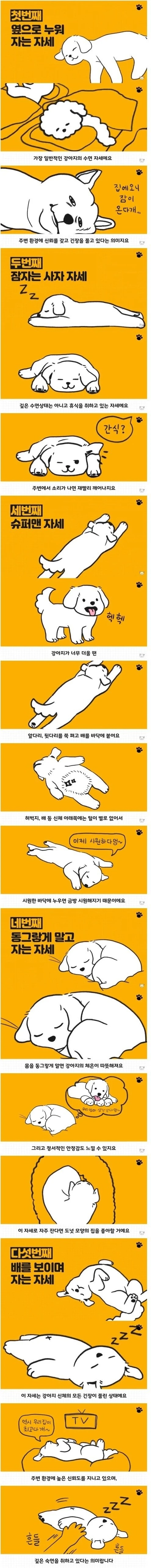 강아지의 수면자세별 심리상태 | 인스티즈