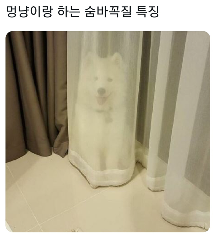 강아지 고양이랑 하는 숨바꼭질 특징 | 인스티즈
