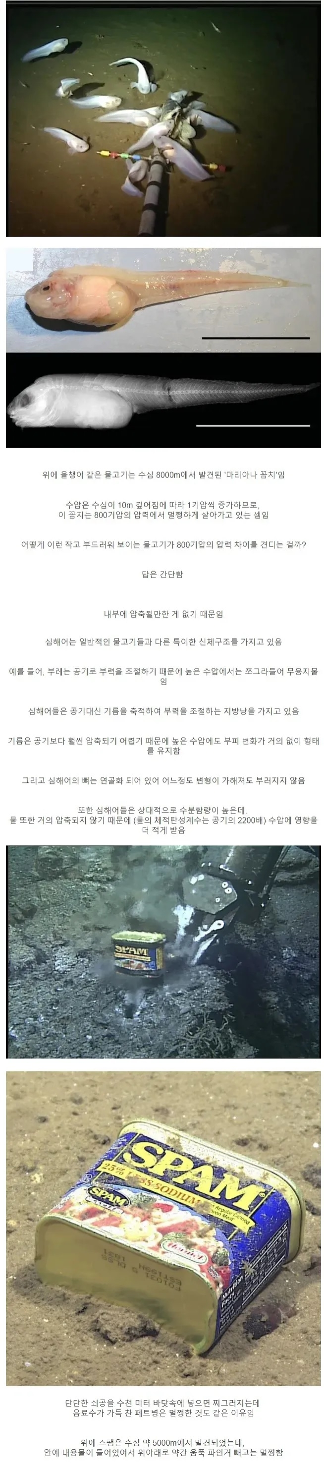 심해어들이 수압을 견딜 수 있는 이유 | 인스티즈