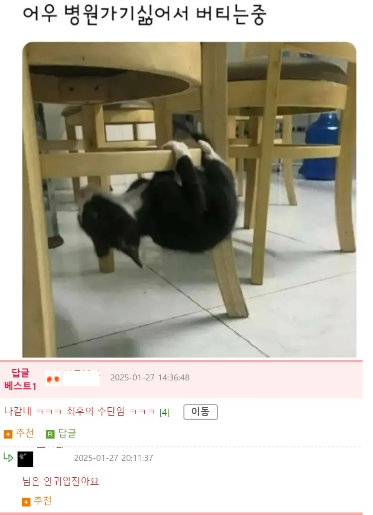 병원 가기 싫은 냥이의 두뇌 풀가동 | 인스티즈
