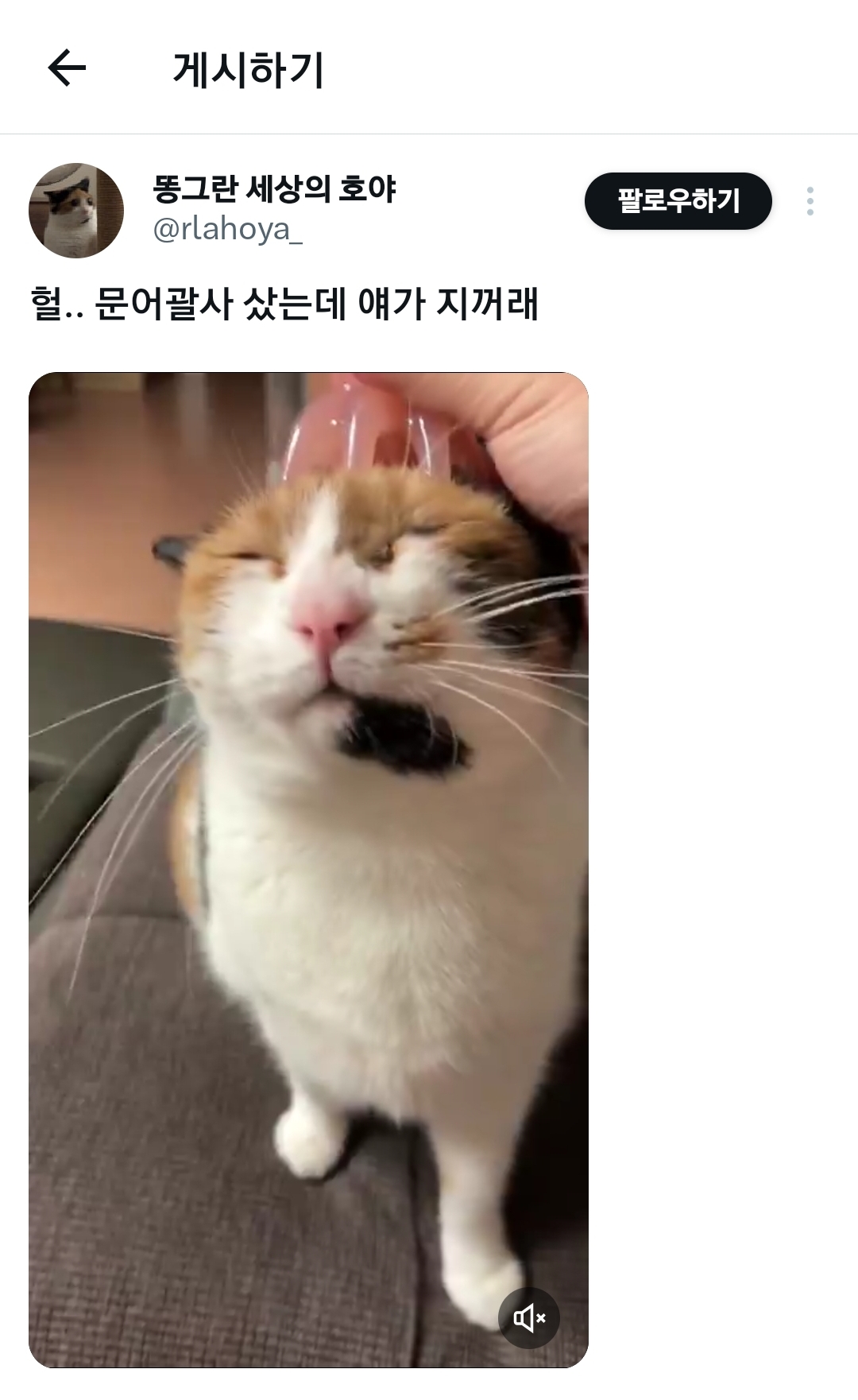 헐.. 문어괄사 샀는데 얘가 지꺼래.x | 인스티즈