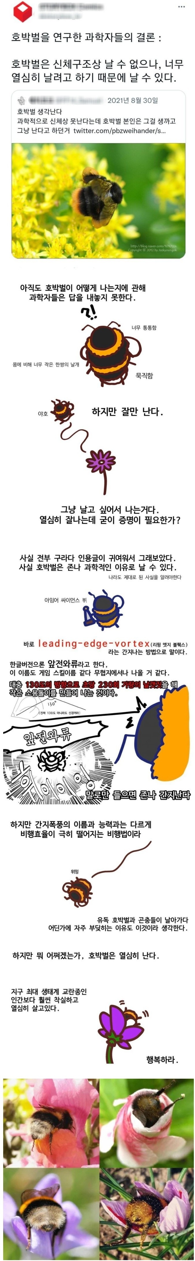 호박벌이 날 수 있는 진짜 이유 | 인스티즈